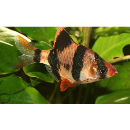 Brzanka sumatrzańska